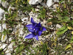 Gentianopsis ciliata ciliata