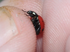 Coccinella difficilis