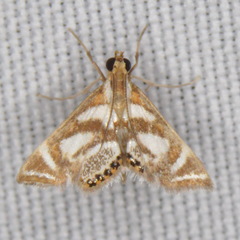 Chrysendeton medicinalis