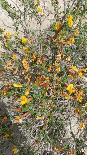 Caragana grandiflora, photograph 1