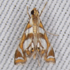 Chrysendeton medicinalis