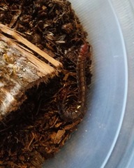 Scolopocryptops nigridius