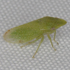 Xerophloea majesta