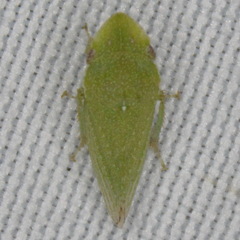 Xerophloea majesta