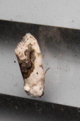 Ponometia erastrioides