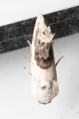 Ponometia erastrioides