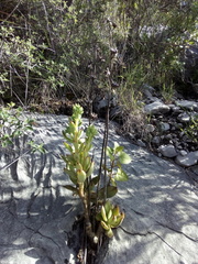 Echeveria nodulosa