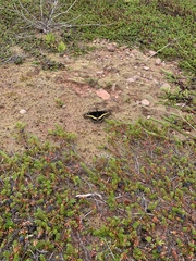 Papilio brevicauda bretonensis