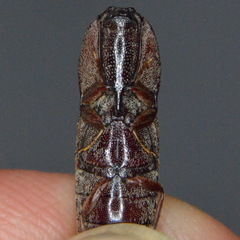 Lacon mexicanus
