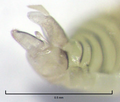 Cryptoneossa triangula