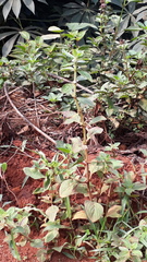 Spermacoce alata