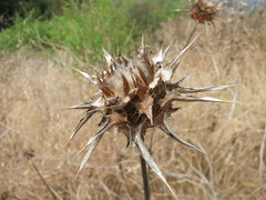 Silybum marianum