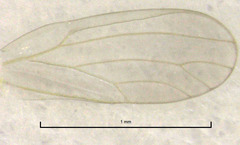Cryptoneossa triangula
