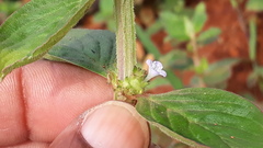 Spermacoce alata