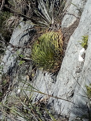 Agave stricta