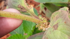 Spermacoce alata