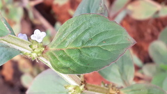 Spermacoce alata