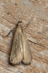 Macrochilo orciferalis