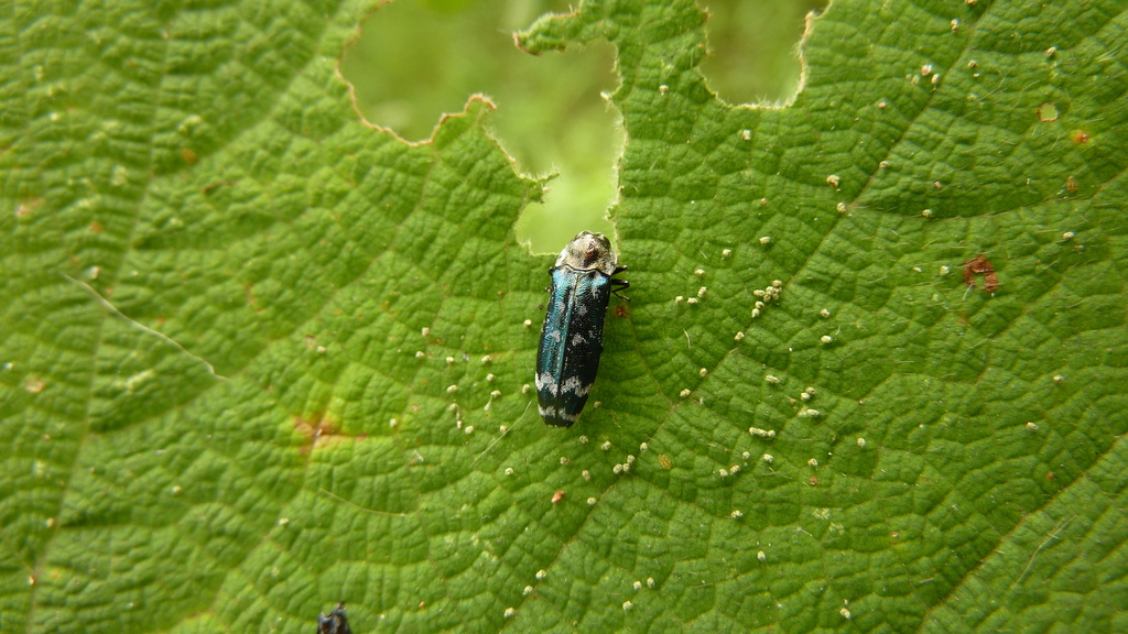Coraebus grafi