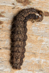 Acronicta immodica
