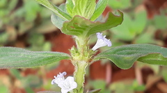 Spermacoce alata