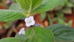 Spermacoce alata