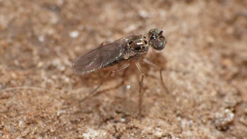 Thinophilus indigenus