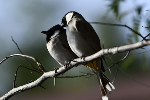 White-eared Bulbul