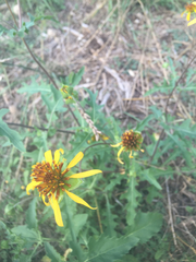 Tetragonotheca texana