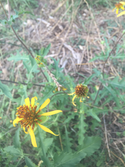 Tetragonotheca texana