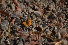Phyciodes mylitta