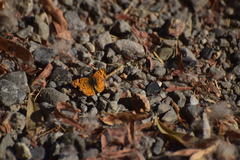 Phyciodes mylitta