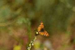 Phyciodes mylitta