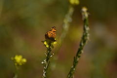 Phyciodes mylitta