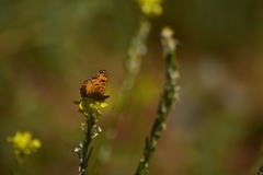 Phyciodes mylitta