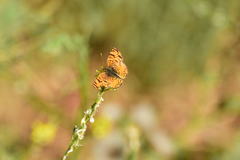 Phyciodes mylitta