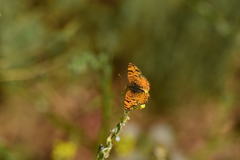 Phyciodes mylitta