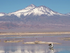 Recurvirostra andina