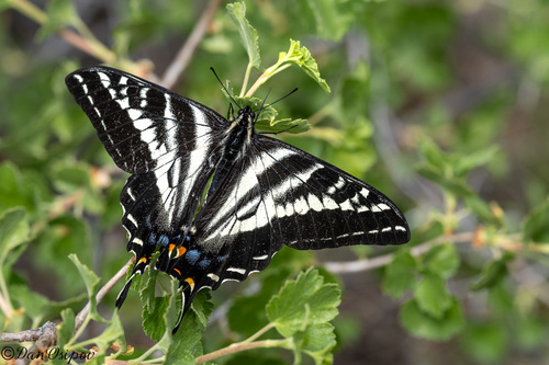 iNaturalist observation photo of Pale Swallowtail