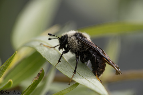 iNaturalist observation photo of Club-horned Sawflies