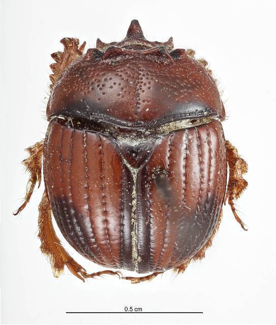 Bolbocerosoma quadricornum