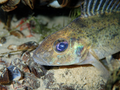 Ruffe photo 4