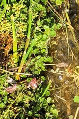 Chrysosplenium americanum