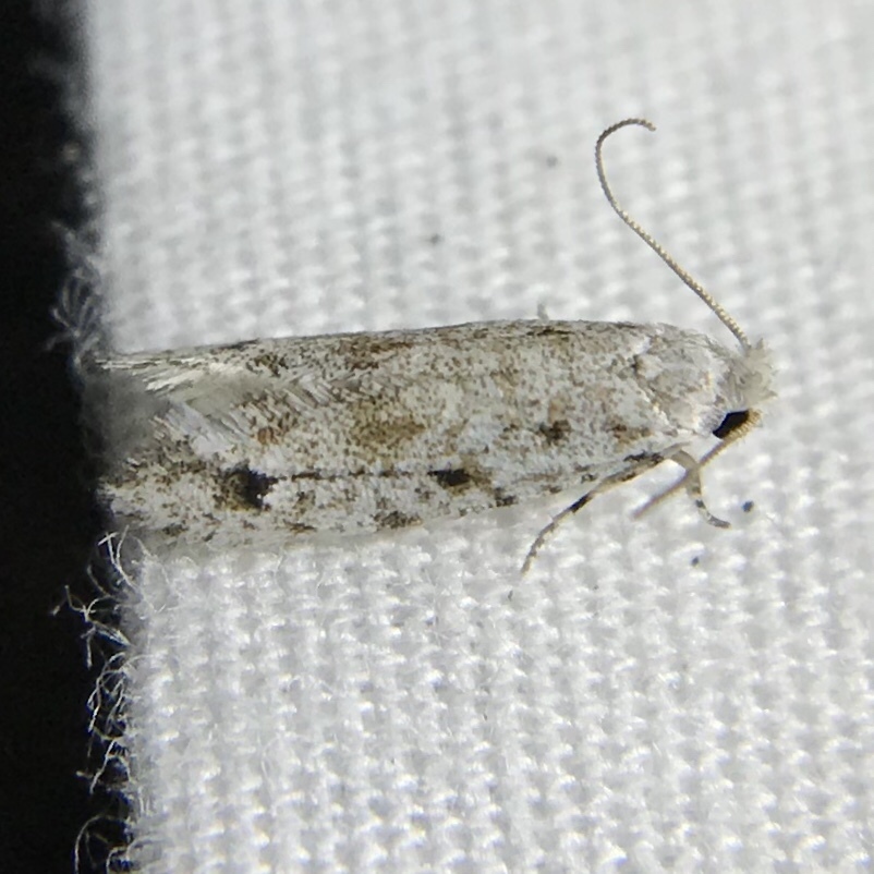 Fungus Moths, Clothes Moths, & Allies from Midway, AL, US on August 15 ...