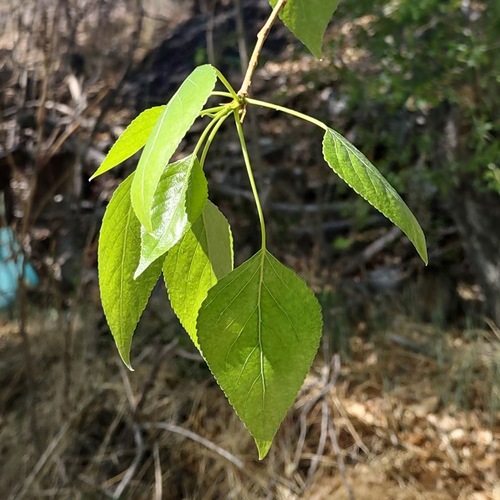 lanceleaf cottonwood (Populus ×)