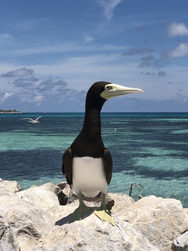 Brown Booby