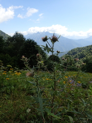 Cirsium gagnidzei