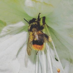 Bombus