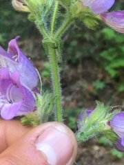 Penstemon rattanii