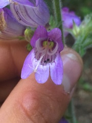 Penstemon rattanii